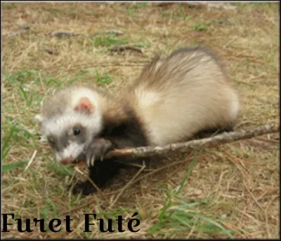 De quelle couleur est ce furet ?