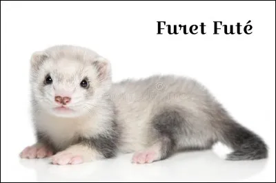 De quelle couleur est ce furet ?