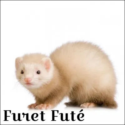 De quelle couleur est ce furet ?