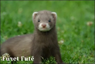 De quelle couleur est ce furet ?