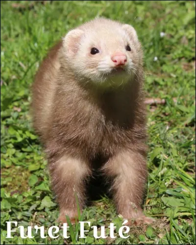 De quelle couleur est ce furet ?