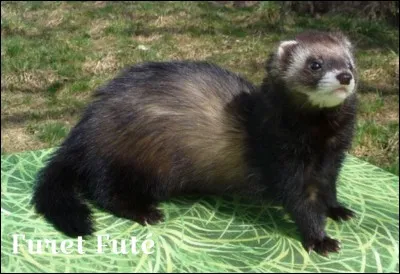 De quelle couleur est ce furet ?