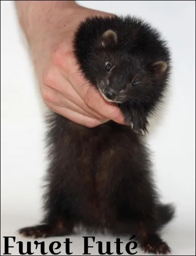 De quelle couleur est ce furet ?