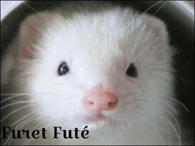 De quelle couleur est ce furet ?