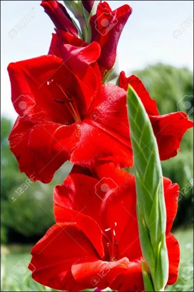 Quelle fleur est-ce ?