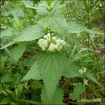 Quelle fleur est-ce ?
