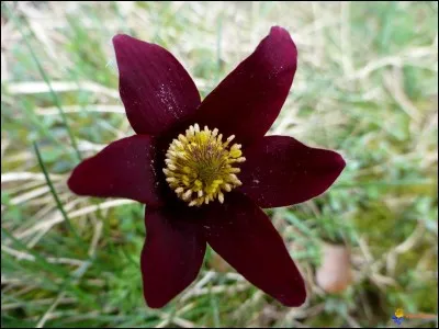 Quelle fleur est-ce ?