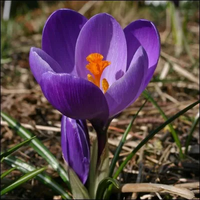 Quelle fleur est-ce ?