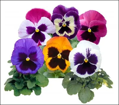 Quelles sont ces fleurs ?