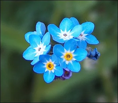 Quelles sont ces fleurs ?