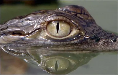 Que fait un crocodile quand il rencontre une jolie femelle ?