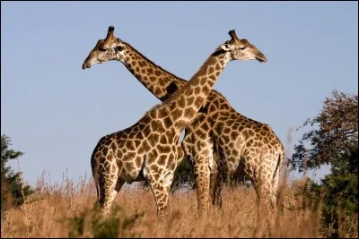 Les girafes n'existent pas. Pourquoi ?