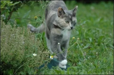 Qui était la mère de Reine-des-Prés donc la grand-mère de Croc Jaune ?