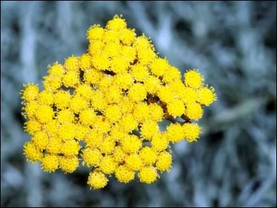 Quelle fleur est-ce ?