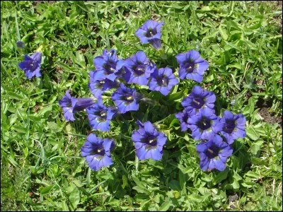 Quelle fleur est-ce ?