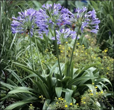 Quelle fleur est-ce ?