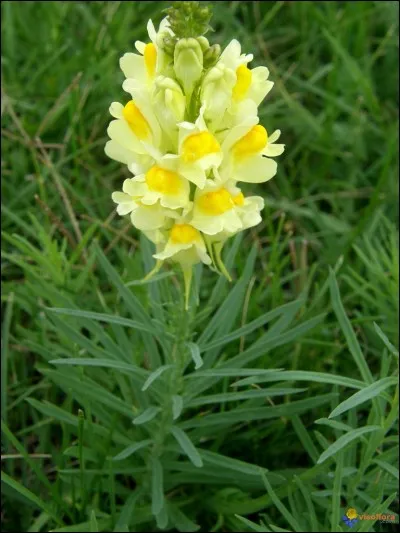 Quelle fleur est-ce ?