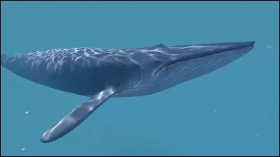 Les baleines peuvent mesurer jusqu'à ...