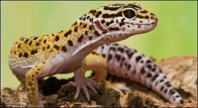 Un gecko léopard est un ...