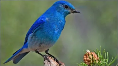 Les oiseaux aiment manger des ...