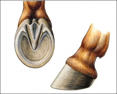 Quand tu cures les pieds il ne faut pas ...