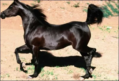 Le trot a combien de temps ?