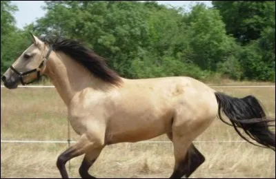 Le galop a combien de temps ?