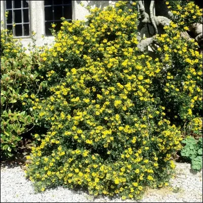Pour ma mamie, j'ai cueilli des coron...s du jardin.