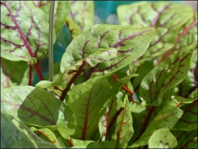 Oh, regarde ! L'ose... a poussé !