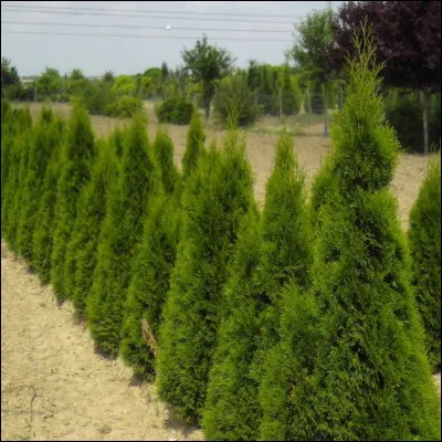 Quel est cet arbre ?