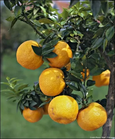 Quel est cet arbre ?