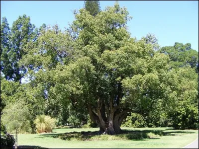 Quel est cet arbre ?