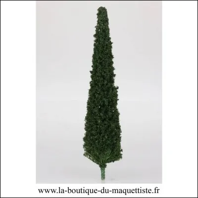 Quel est cet arbre ?