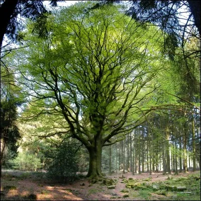 Quel est cet arbre ?