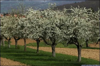 Quel est cet arbre ?