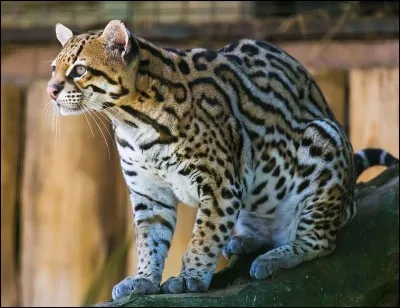 Jusqu'où la femelle ocelot amène-t-elle Antonio ?