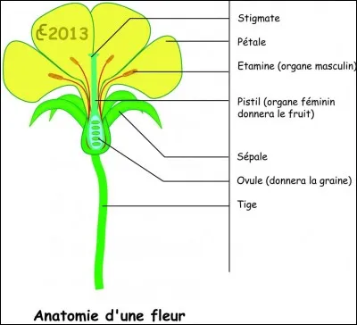 Qu'est-ce que forme le filet et l'anthère ?