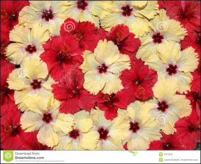 Comment se nomme l'ensemble du calice (sépale) et de la corrole (pétale) ?