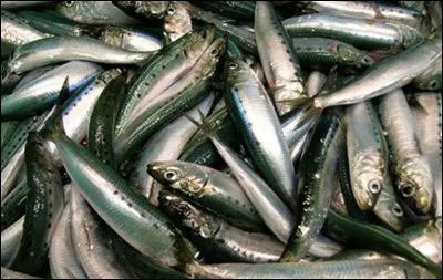 Lors de la dissection d'une sardine pour voir une branchie, on doit découper en premier ...
