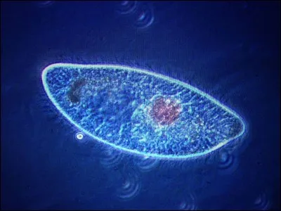 Grâce à quoi la paramécie respire-t-elle ?