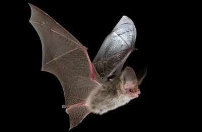 Qu'utilisent les chauve-souris pour se déplacer la nuit ?