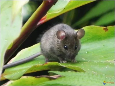 Que peut-être également une souris ?