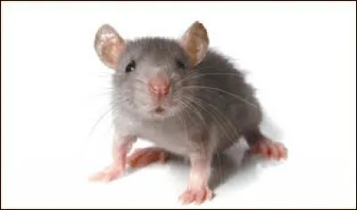 Vous avez trouvé qu'il y a une disproportion entre le projet de départ de ce quizz et son minable résultat. Qu'allez-vous dire ?