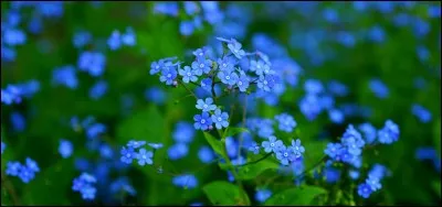 'L'Oreille de souris' est le nom populaire de quelle fleur ?