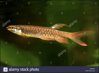 Comment s'appelle ce poisson ?