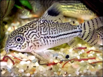 Combien faut-il de corydoras de la même espèce dans un bac ?