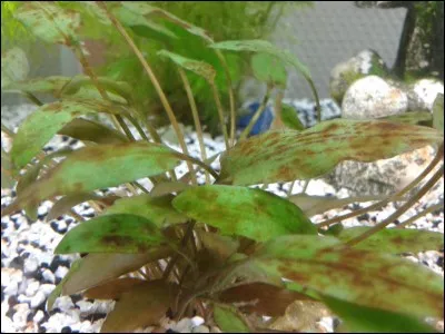 Qu'est-ce qu'une diatomée ?