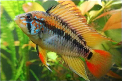 Quel est ce poisson ?