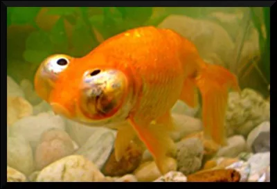 Comment appelle-t-on ce poisson ?