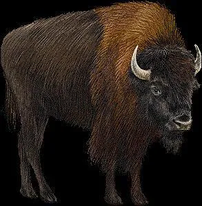 Quel est cet animal ?